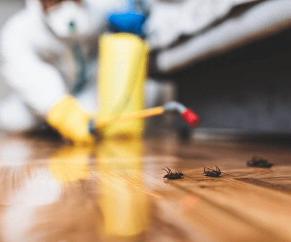 intervention-hygiene-D-desinsectisation-praxedo